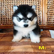 น้องหมาไซบีเรียน เพศผู้ 2 เมีย 1 โครงสร้างดี สไตล์วูลลี่ ราคาไม่แพง พร้อมจัดส่งฟ...