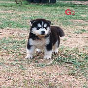 น้องหมาไซบีเรียน ผู้ 2 เมีย 1 สุขภาพแข็งแรง ราคาไม่แพง พร้อมจัดส่งฟรี