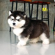 น้องหมาไซบีเรียน เพศผู้ 2 ตัว ตาดำ น่ารัก โครงสร้างดี ราคาไมแพง พร้อมจัดส่งฟรี