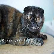 ขายแมวScottish Fold ตัวเมียหูพับ อายุ 7 เดือน