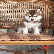 น้องหมาไซบีเรียน เพศผู้ ตาสองสี น่ารัก สุขภาพแข็งแรง ราคาไม่แพง พร้อมจัดส่งฟรี