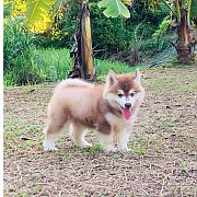 น้องหมาไซบีเรียน เพศผู้ สีน้ำตาล ตาสองสี น่าตาน่ารัก แข็งแรง จัดส่งฟรี