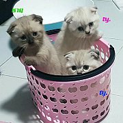 เปิดจอง แมวขาสั้น Munchkin อายุ 2 เดือน ช-ญ