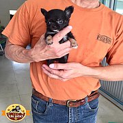 ทีคัพ (T-Cup)แท้ เด็กหญิง ขนยาว สีแบลคแทน สวยๆ