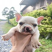ลูกสุนัขพันธุ์เฟรนช์บลูด็อกแท้
