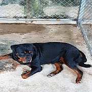 แบ่งพ่อพันธุ สายเยอรมัน