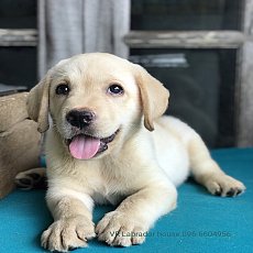 Female THAI CHAMPION DAUGHTER