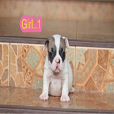 น้องๆตามหาบ้าน