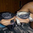 ขายลูกปั๊กเลือดเข้มและรับผสม 1000 บาท