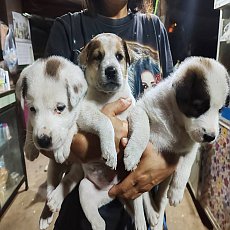 หมดแล้ว บางแก้วลูกผสม จากแม่พันธุ์บางแก้วดีๆ รอปลายปี 67 จ้า