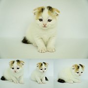 เปิดจอง Scottish fold female แมวหูพับ เพศเมีย