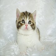 เปิดจอง Scottish fold female แมวหูตั้ง เพศเมีย