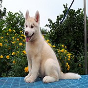 ขายลูกSiberian Huskyพร้อมใบPedigree