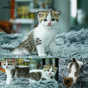 เปิดจอง Scottish fold female แมวหูพับ เพศเมีย