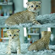 เปิดจอง Scottish fold male แมวหูพับ เพศผู้