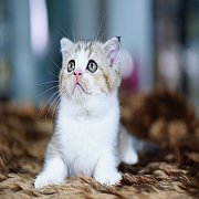 เปิดจอง Scottish fold male แมวหูพับ เพศผู้