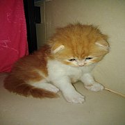 เหมียวเด็กสก๊อตติชสุดแบ๊ว หน้าหวาน พุงพลุ้ยน่าฟัดมากๆคะ