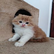 เด็กน้อยสก๊อตติช หน้าหวาน สุดแบ๊ว