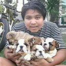 ขายเหมายกครอก 4 ตัว อิงลิช บลูด็อก ( English Bulldog ) ผู้ 3ตัว เมีย 1 ตัว
