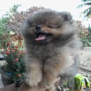 น้องปอมราคาต่อรองได้จ้า ปอมแท้แน่นอน