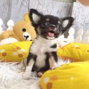 ★^-^*★ WWW.WOWWCHIHUAHUA.COM ★^-^*★." น้องยูริ" ชิวาวาเพศเมีย ขนยาว สี...