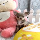 ★^-^*★ WWW.WOWWCHIHUAHUA.COM★^-^*★"น้องลูซี่" ชิวาวาเพศเมียขนสั้น สีเท...