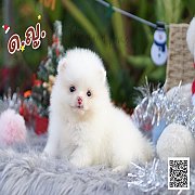 ปอมแท้ วัคซีนแล้ว สอบถามแอดไลน์ : @701vlice หรือโทร 0652536493