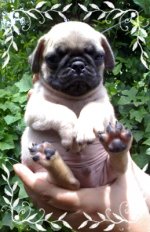 ด่วน!! ลูกปั๊กเพศผู้หลุดจอง วัดซีนแล้ว เพ็ดดีกรีเต็มใบ สายเลือดแชมป์