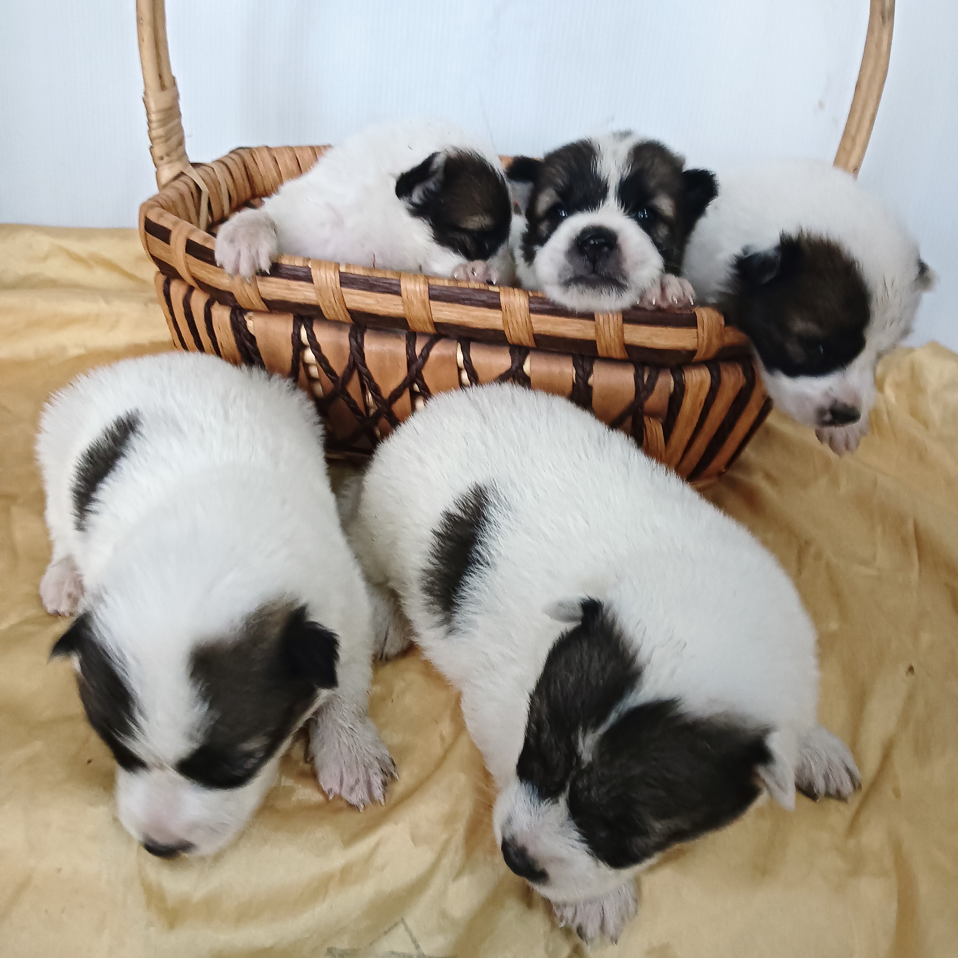 ขายลูกสุนัขบางแก้ว้ผู้ 5 ตัว เมีย 3 ตัว ไลน์ 0847244293