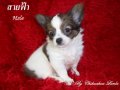 ชิวาวาเพศผู้ ขนยาวแน่น เตี้ยล่ำ น่ากอดน่าฟัด
