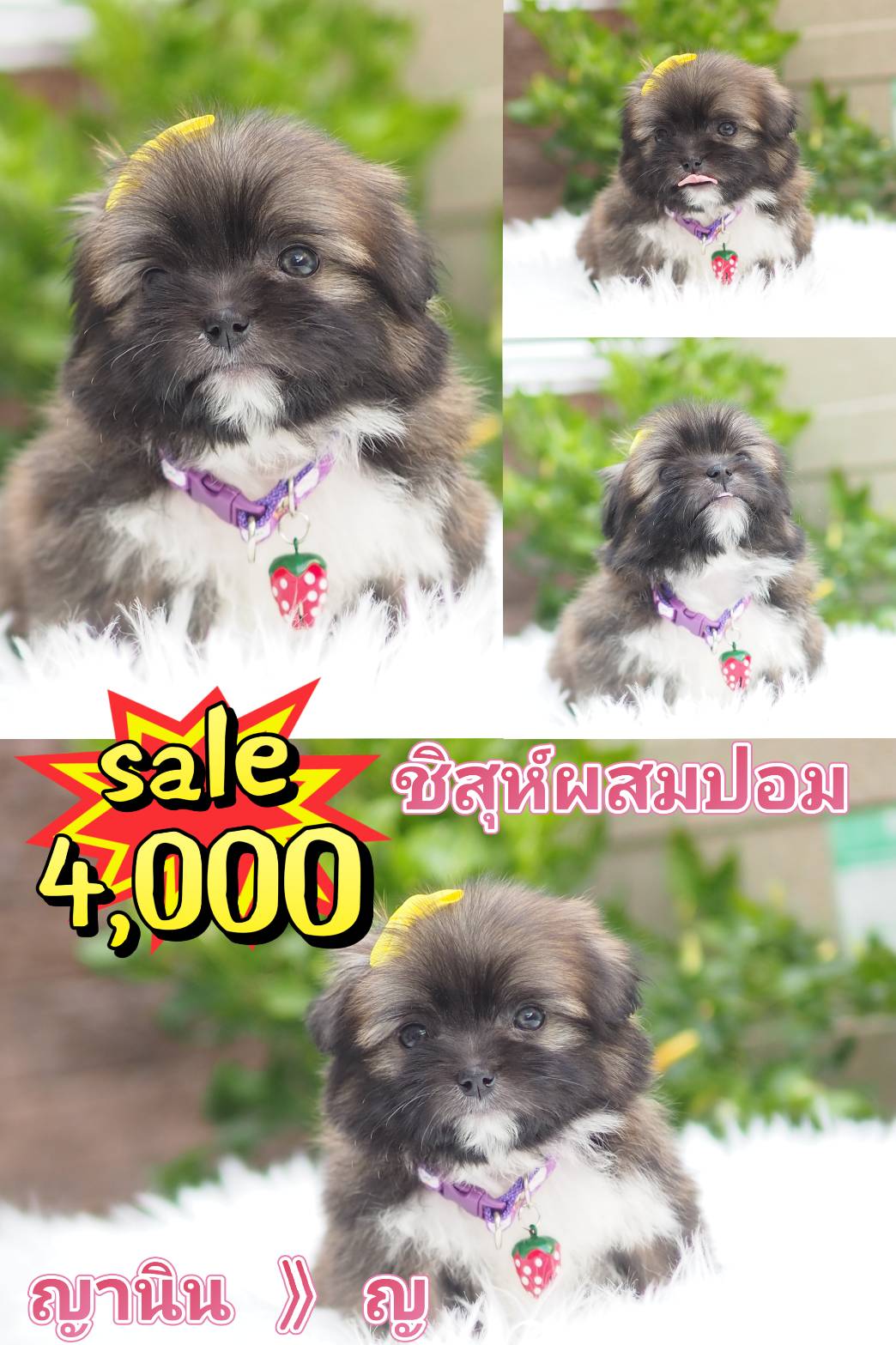 ชิสุผสมปอม   4000
