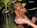 ขายลูก พุดเดิ้ล ทอย สีแดงๆ จ้า Super Red Poodle Toy For sale