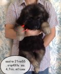 ขายลูกอัลเซเชี่ยนโอเวอร์ไซด์ 081-7923888