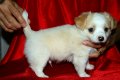 {เปิดจอง} ชิวาวาขนยาว อายุ45วัน เด็กชาย สีขาวครีม(สายช็อค) ลูกไทยแชม