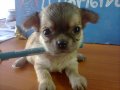 ขายลูกชิวาวาขนยาวเพศผู้ไซซ์เล็กสีน้ำตาล