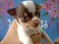 ขายลูกชิวาวาขนสั้นไซซ์เล็กเพศเมีย เพดเต็มใบฯ