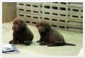 ขายลูกสุนัขลาบาดอร์ สีน้ำตาล สีช็อค chocolate Labradorน่ารักสุดๆ