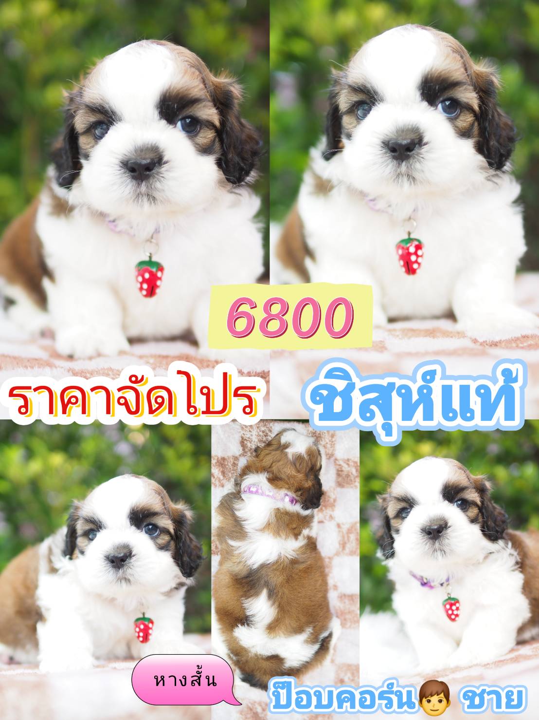 จัดโปร ชิสุแท้ 6800