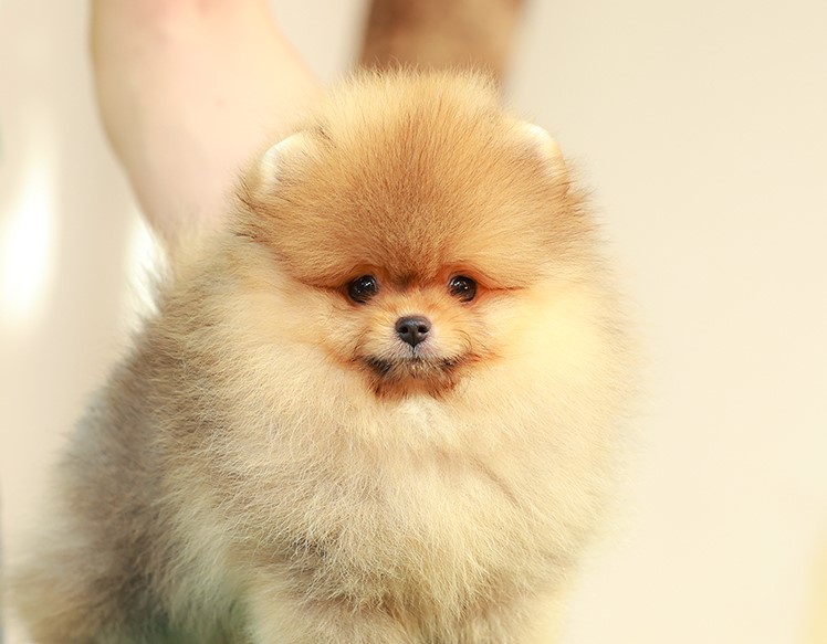 HRM-85115 เพศชาย สีส้ม อายุ 2 เดือน ตัวเล็ก หน้าตุ๊กตา ขนนุ่ม น่ารักก