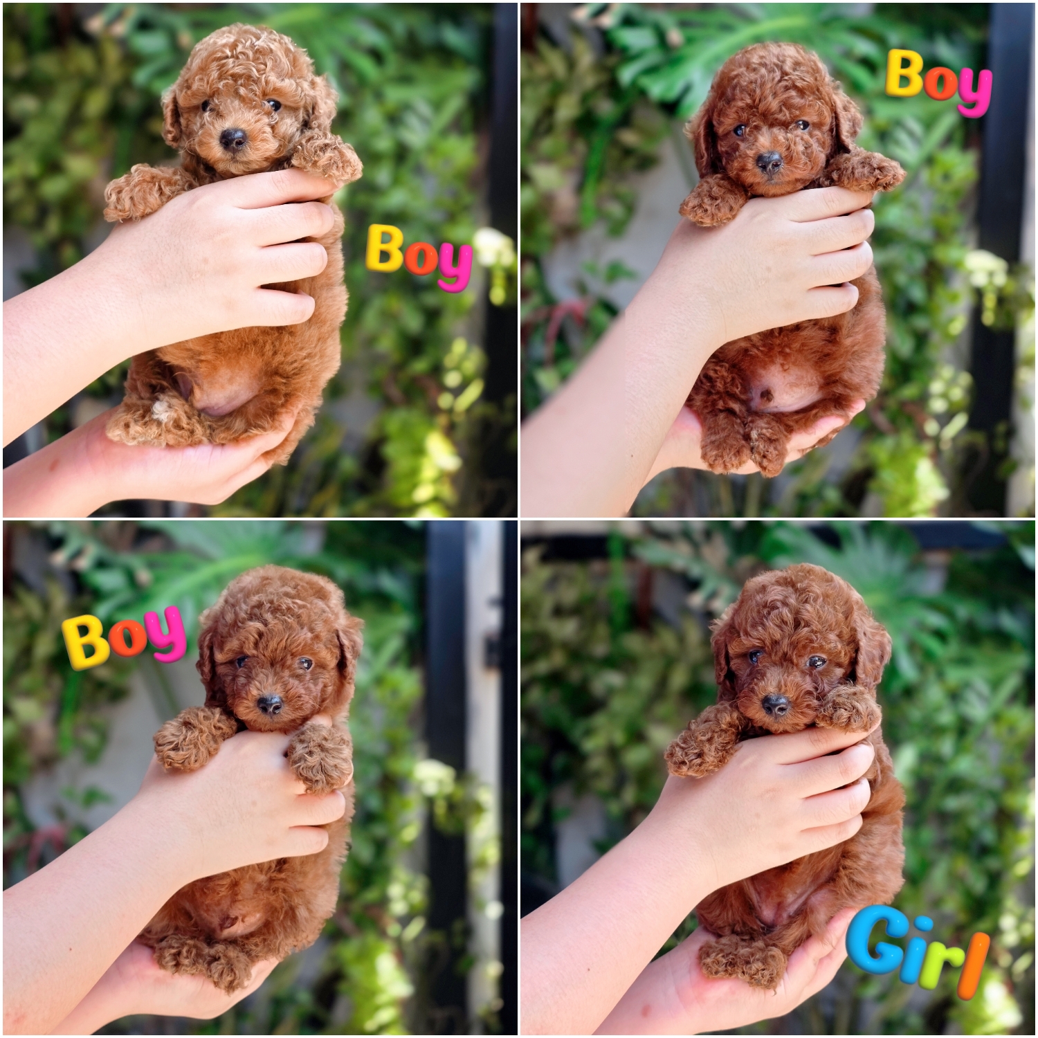 พุดเดิ้ลทอยแท้ฟอร์มสวยน่ารักมากพร้อมย้ายบ้านมีส่ง