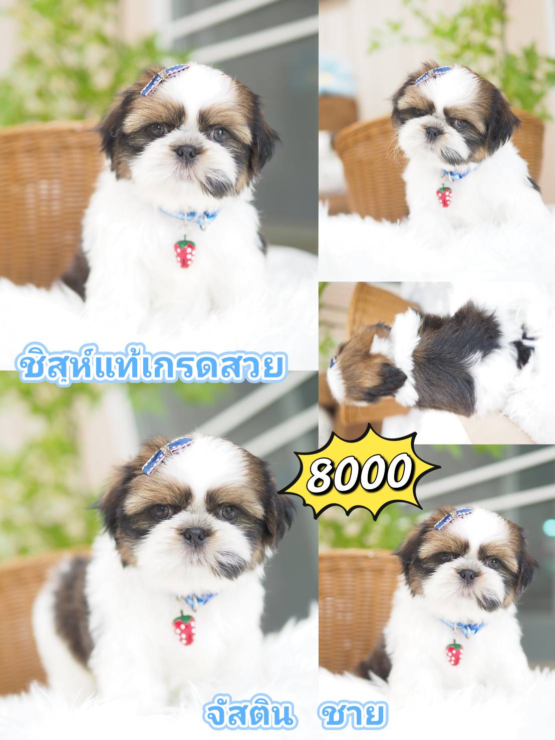 Shihtzu