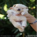 Pomeranian เปิดให้จองแล้ว ลูกสุนัขปอมเมอเรเนียน หน้าหมีๆ เกรดคุณภาพ  พร้อมใบเพดด...