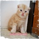 เปิดจองน้องแมวสก็อตทิชโฟล์ดน่าตาน่ารักๆ หูพับ เพศผู้ แสนซน
