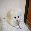 +++SALE น้องแมวสก็อตทิชโฟล์ดหูพับ น่าตาน่ารักฟูฟ่องปุกปุย ราคา 11,000 เทา่นั้น ร...