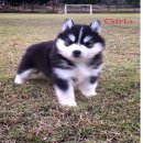 น้องหมาไซบีเรียน เพศผู้ 1 เมีย 4 โครงสร้างใหญ่ ขนหนา สุขภาพแข็งแรง ราคาไม่แพง พร...