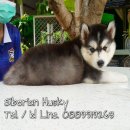 ไซบีเรียน ฮัสกี้ เด็กหญิง 