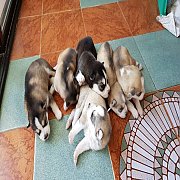 ลูกไซบีเรียน