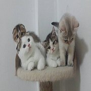 ขายscottish fold 4โต๋ สีสันหลากหลาย หน้าบ๊องแบ๊ว อ้วนกลม