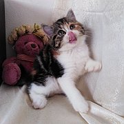 ❌ได้บ้านแล้ว❌น้องมินนี่ สก๊อตหูตั้งขนสั้น พร้อมย้ายบ้าน