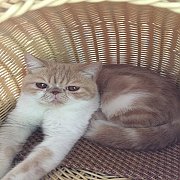 เอ็กโซติก ช้อทแฮร์ น้องแมวพันธุ์แท้ น่ารัก แข็งแรง พร้อมย้ายบ้าน
